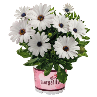 Osteospermum - Margarita White