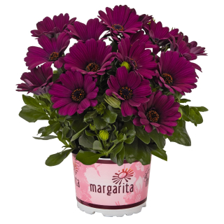 Osteospermum - Margarita Cool Purple