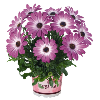 Osteospermum - Margarita Rose Bicolour/Pink Flare