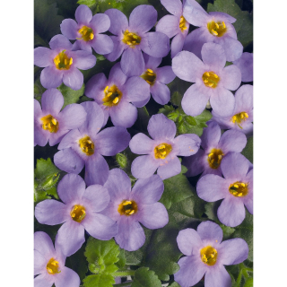 Bacopa - MegaCopa Purple