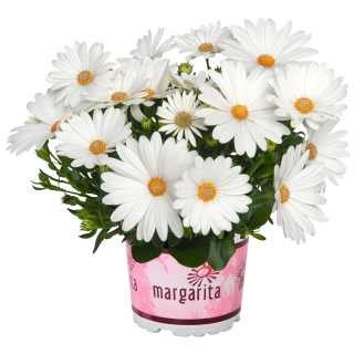 Osteospermum - Margarita Creme