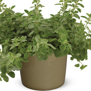 Oregáno - Origanum vulgare kv. 10 cm