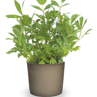 Ligurček lekársky - levisticum officinale kv. 10.5cm