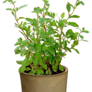 Majorán záhradný - Majorana hortensis kv.14cm
