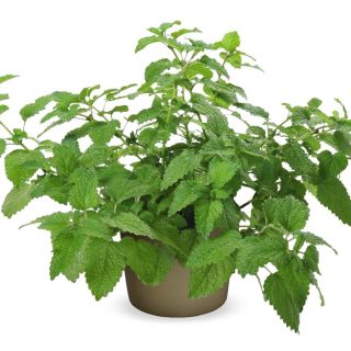 Medovka lekárska - Melissa officinalis kv. 14cm