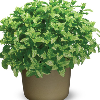 Mäta marocká - Mentha 'Moroccan' 10 cm