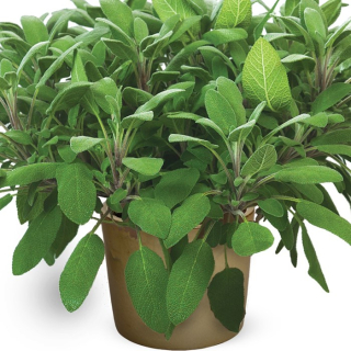 Šalvia lekárska zelená - Salvia officinalis "Grower's Friend" kv.14 cm